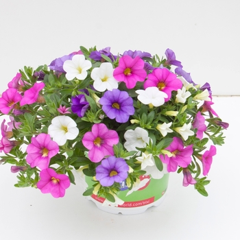 Calibrachoa Trixi® 'Party Favor'