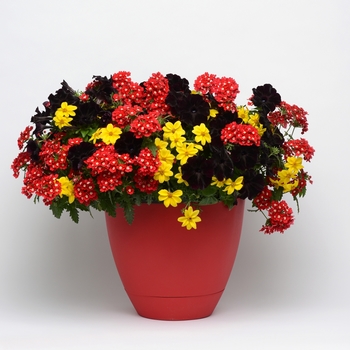 Combination Planter Trixi® 'Night Watch'