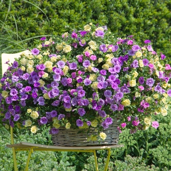 Calibrachoa 'Flirtini' 