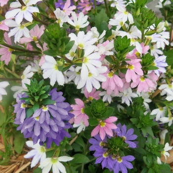 Scaevola 'Fairy' 