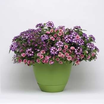 Combination Planter Trixi® 'Electric Avenue'