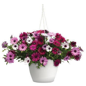 Osteospermum Trixi® 'Daisy Falls' (119624)