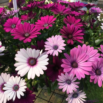 Osteospermum Trixi® 'Daisy Falls'