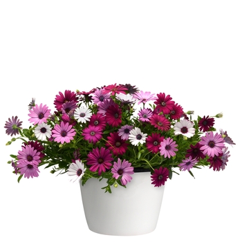 Osteospermum Trixi® 'Daisy Falls' (119627)