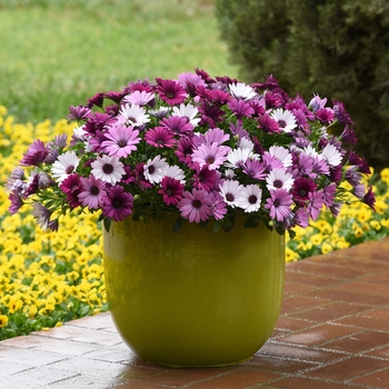 Osteospermum Trixi® 'Daisy Falls' (119628)