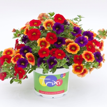 Calibrachoa 'Caribbean Cocktail 18' 