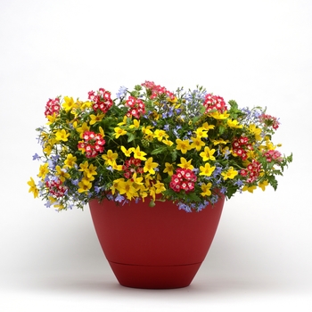 Combination Planter Trixi® 'Breakdance'