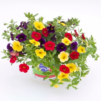 Calibrachoa Trixi® 'Bolero 18'