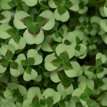 Trifolium 'Leonore' 