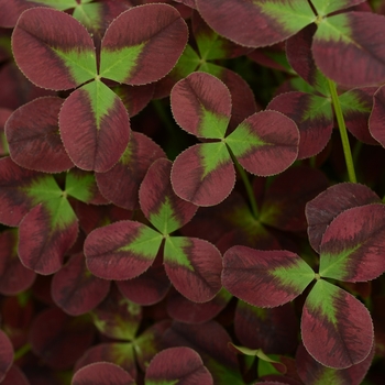 Trifolium 'Isabella' 