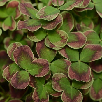 Trifolium 'Estelle' 