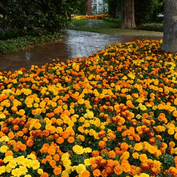 Tagetes patula 'Series' 