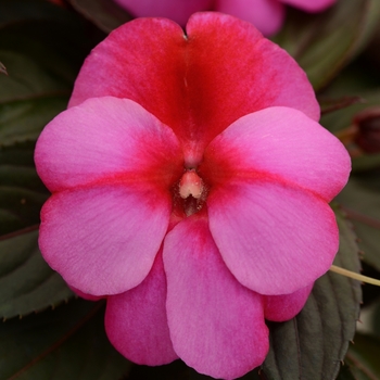 Impatiens hawkeri Clockwork™ 'Pink Star'