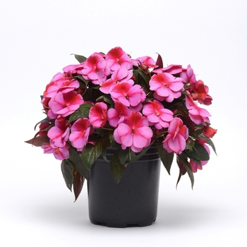 Impatiens hawkeri Clockwork™ 'Pink Star' (119696)