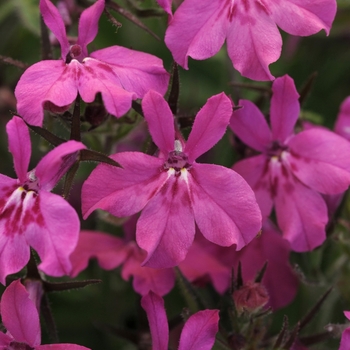 Lobelia 'Magenta' 