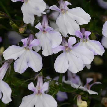 Lobelia erinus Waterfall™ 'White Blush'