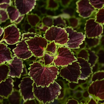 Coleus 'Burgundy Wedding Train' 