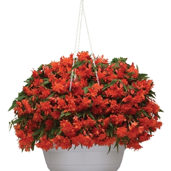 Begonia 'Fiery Orange' KLEBG15006