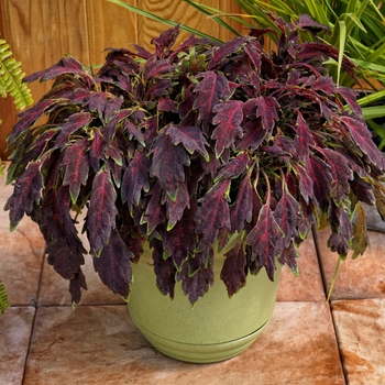 Coleus Party Time™ 'Burgundy Lancer'