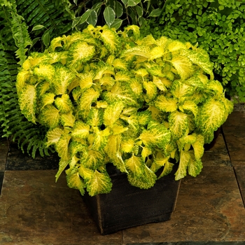 Coleus Party Time™ 'Lime'