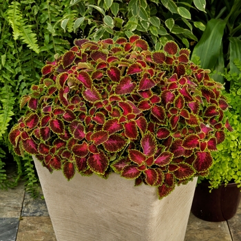 Coleus Party Time™ 'Pink Berry'
