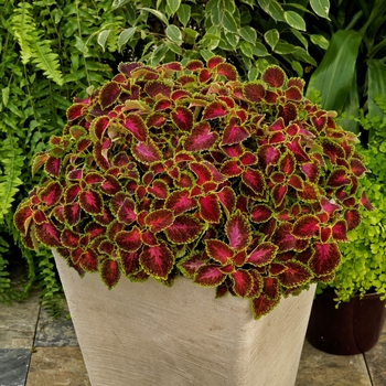 Coleus 'Pink Berry' 