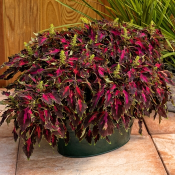 Coleus 'Red Bolero' 