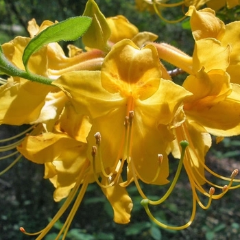 Rhododendron austrinum 'Admiral Semmes' 
