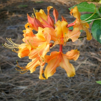 Rhododendron 'Stonewall Jackson' 