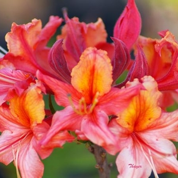 Rhododendron 'J.E.B. Stuart' 