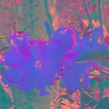 Rhododendron 'Robert E. Lee' 