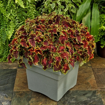 Coleus 'Sangria' 