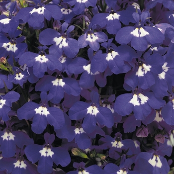 Lobelia erinus 'Blue Eyes' 