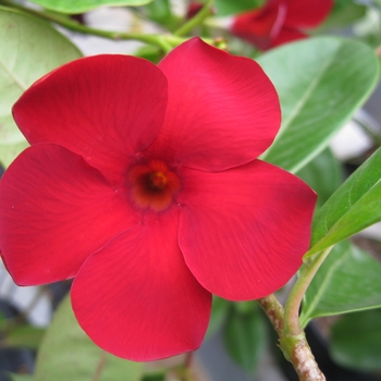 Dipladenia Summer Romance Vining 'Scarlet'