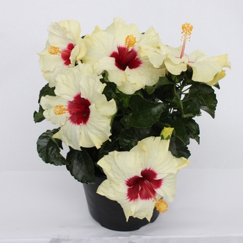 Hibiscus HibisQs® 'Boreas White'