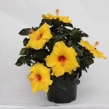 Hibiscus HibisQs® 'Multi-Tropic Yellow'