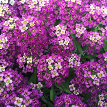 Lobularia 'Bordeaux' 