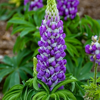 Lupinus polyphyllus 'Blue Bicolor' 