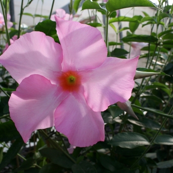 Mandevilla Summer Romance 'Bush Easy Pink'