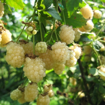 Rubus 'Polar Berry'