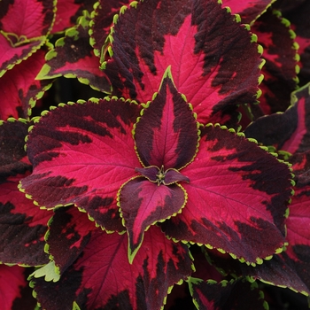 Coleus scutellarioides 'Chocolate Covered Cherry' 