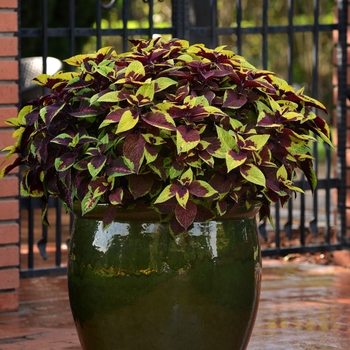 Coleus scutellarioides 'Pineapple Surprise' 