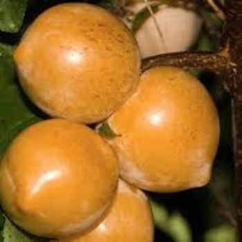 Prunus salicina sp. 'Inca' 