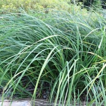 Carex emoryi