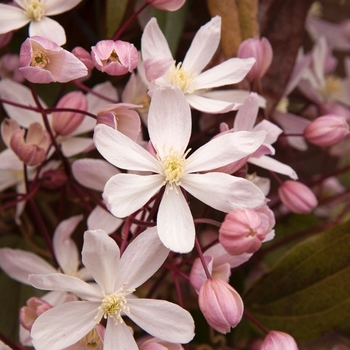 Clematis armandii 'Apple Blossom' 