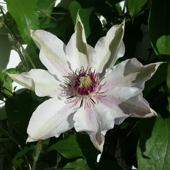 Clematis 'Fragrant Star' 