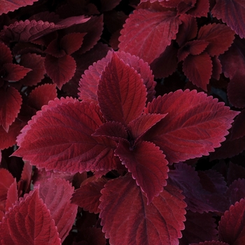 Coleus 'Redhead'