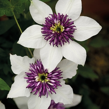 Clematis florida 'Sieboldii' 