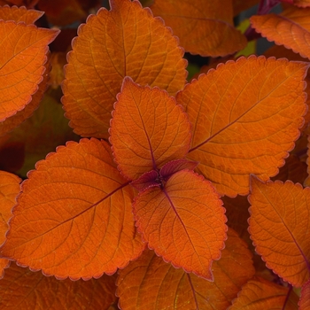 Coleus 'Campfire'