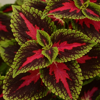 Coleus 'French Quarter' 